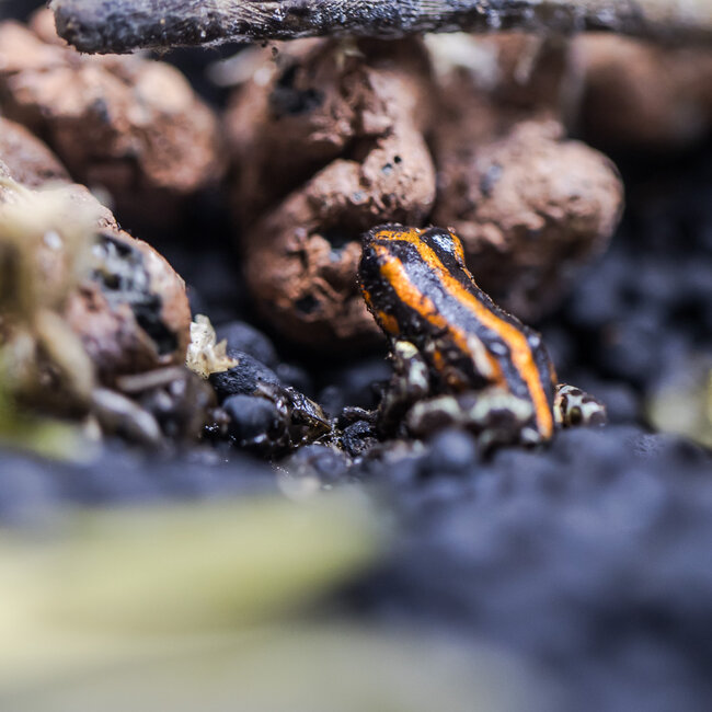 Ranitomeya sirensis 'Orange'