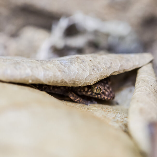 Bynoe's Gecko, Heteronotia binoei