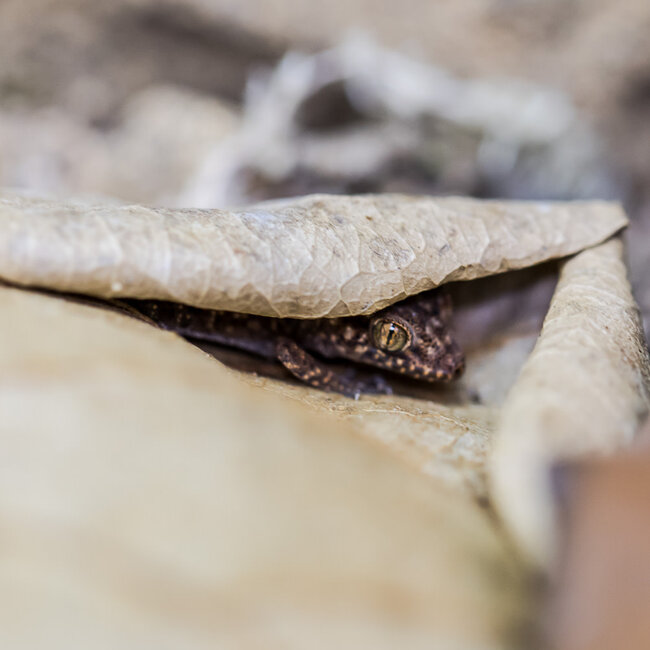 Bynoe's Gecko, Heteronotia binoei