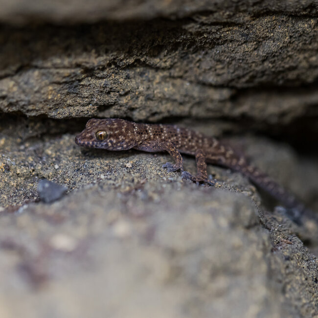 Bynoe's Gecko, Heteronotia binoei