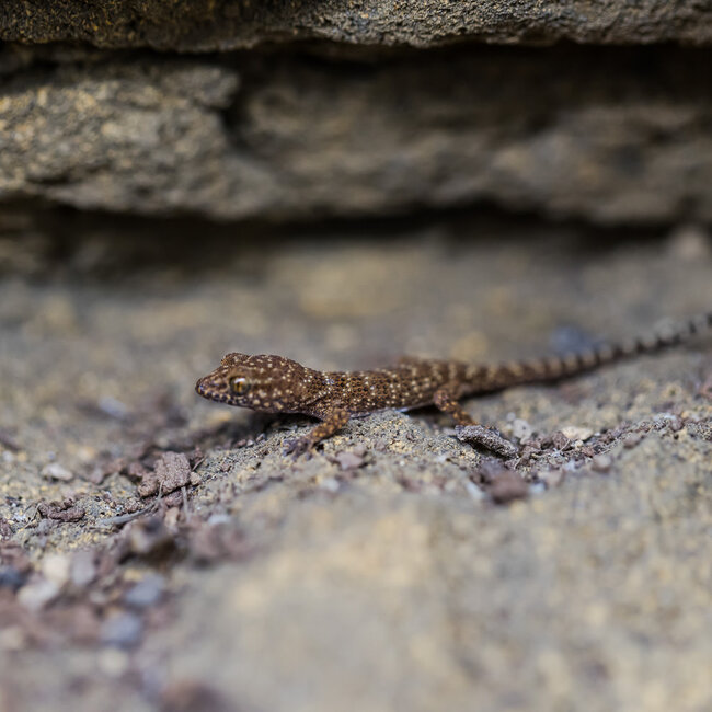 Bynoe's Gecko, Heteronotia binoei