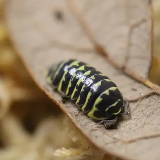 Isopod ‘Yellow Zebra’ Armadillidium maculatum Isopods 10 Pack