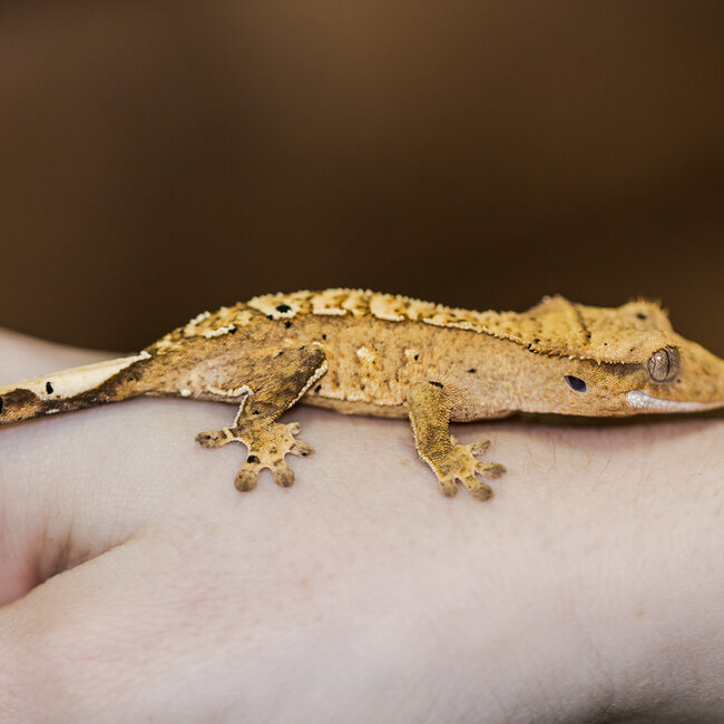 Flame Dalmatian Crested Gecko 2-9-5-24