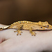 Flame Dalmatian Crested Gecko 2-9-5-24