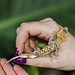Flame Dalmatian Crested Gecko 7-10-20-24