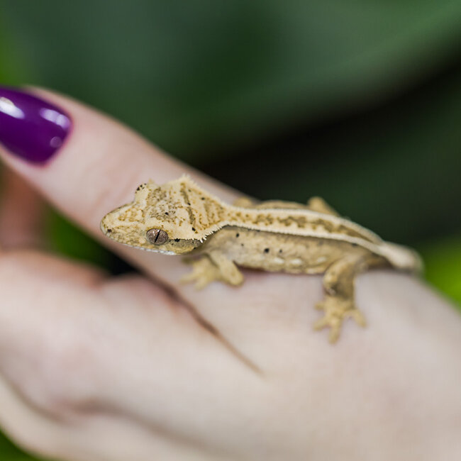 Reverse Pinstripe Crested Gecko 9-12-29-24