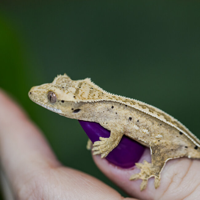 Reverse Pinstripe Crested Gecko 9-12-29-24