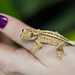 Reverse Pinstripe Crested Gecko 9-12-29-24