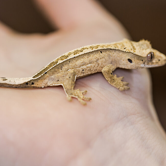 Reverse Pinstripe Crested Gecko 9-12-29-24