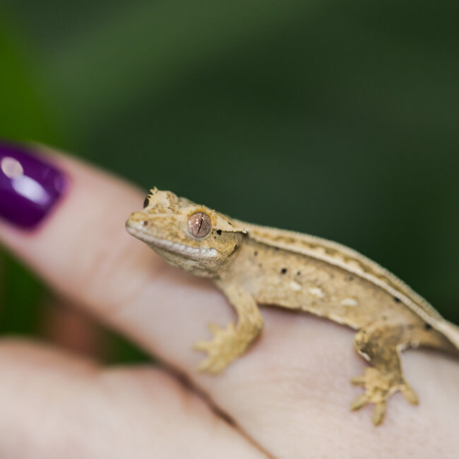 Reverse Pinstripe Crested Gecko 9-12-29-24