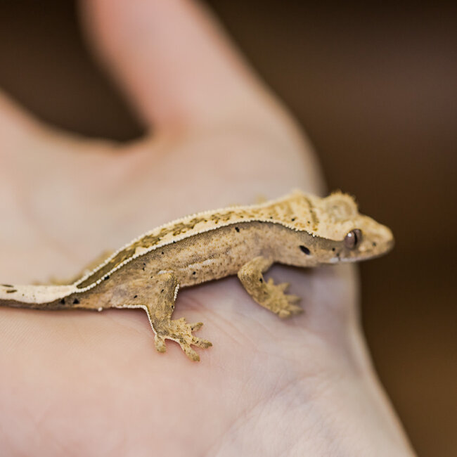 Reverse Pinstripe Crested Gecko 9-12-29-24