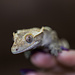 Pinstripe Crested Gecko Frog Butt 10-5-14-24