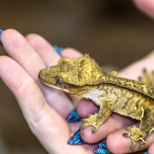Phantom Crested Gecko 11-4-11-24