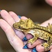 Phantom Crested Gecko 11-4-11-24