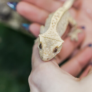 Bicolor Pinstripe Crested Gecko 16-8-21-24