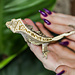 Pinstripe Crested Gecko 17-3-17-24