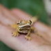 Reverse Partial Pinstripe Dalmatian Crested Gecko 18-12-18-24