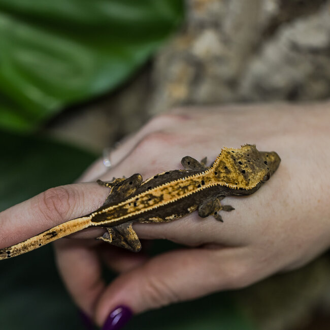 Harlequin Pinstripe Dalmatian Crested Gecko 23-9-4-24