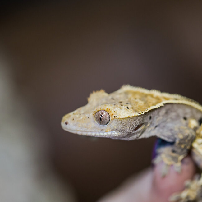 Pinstripe Dalmatian Crested Gecko Frog Butt 28-6-30-24