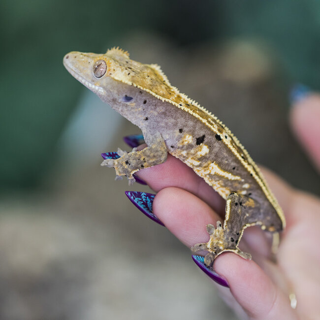 Pinstripe Dalmatian Crested Gecko Frog Butt 28-6-30-24