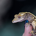 Pinstripe Dalmatian Crested Gecko Frog Butt 28-6-30-24