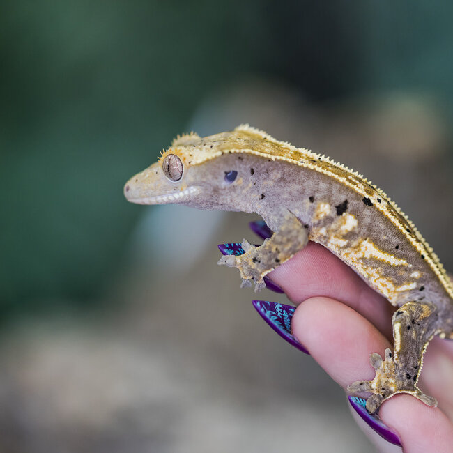 Pinstripe Dalmatian Crested Gecko Frog Butt 28-6-30-24