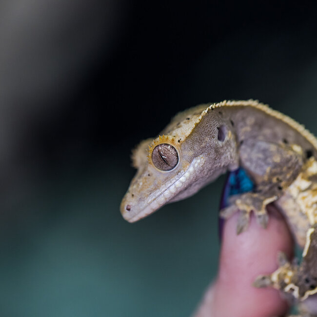 Pinstripe Dalmatian Crested Gecko Frog Butt 28-6-30-24