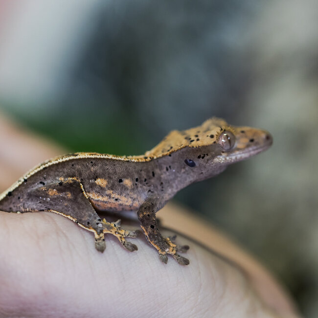 Harlequin Pinstripe Dalmatian Crested Gecko 29-10-14-24