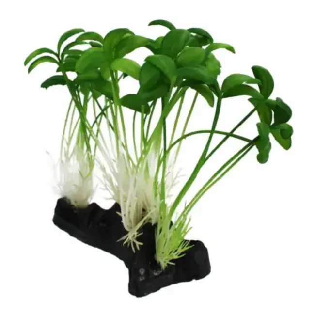 Komodo Komodo Sprouts Plant Decoration