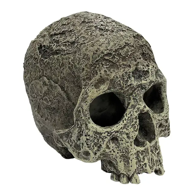 Human Skull Hide Out textured