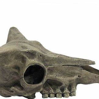 Komodo Deer Skull Habitat Decoration Hide