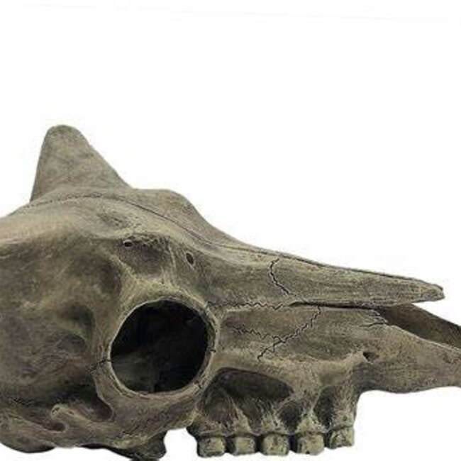 Komodo Deer Skull Habitat Decoration Hide