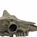 Komodo Komodo Deer Skull Habitat Decoration Hide