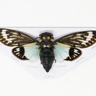 Dry Taxidermy Blue Cicadas (Tosena splendida) A1 WINGS SPREAD 100mm