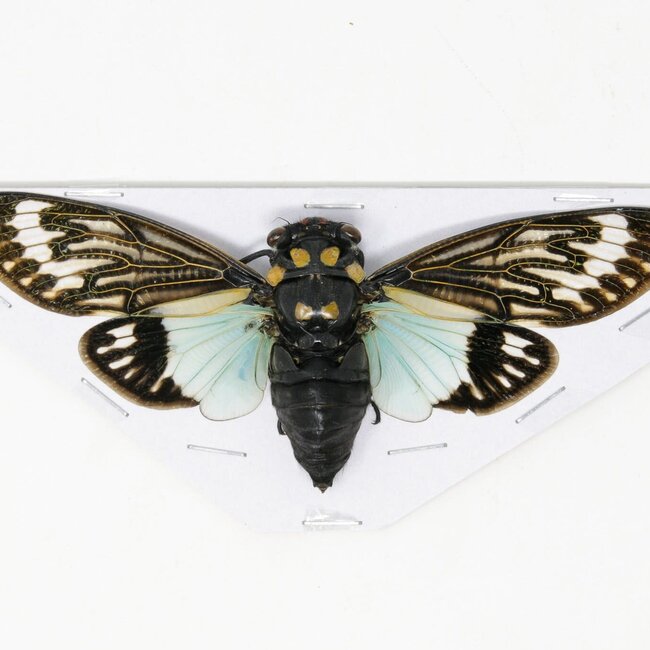 Dry Taxidermy Blue Cicadas (Tosena splendida) A1 WINGS SPREAD 100mm