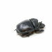 Entomology Dry Taxidermy Dung Elephant Beetle Heliocopris dominus A1