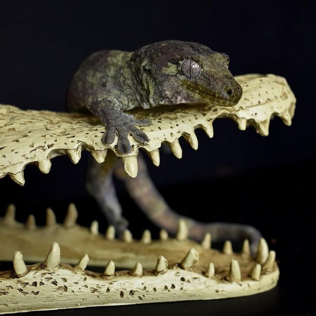 Komodo Alligator Skull Habitat Decoration Hide