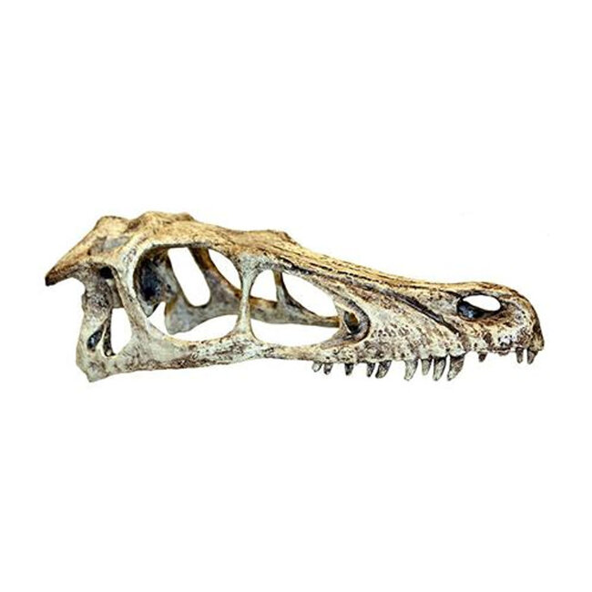 Komodo Raptor Skull Large Habitat Decoration Hide