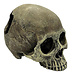 Human Skull Half Habitat Decoration Hide