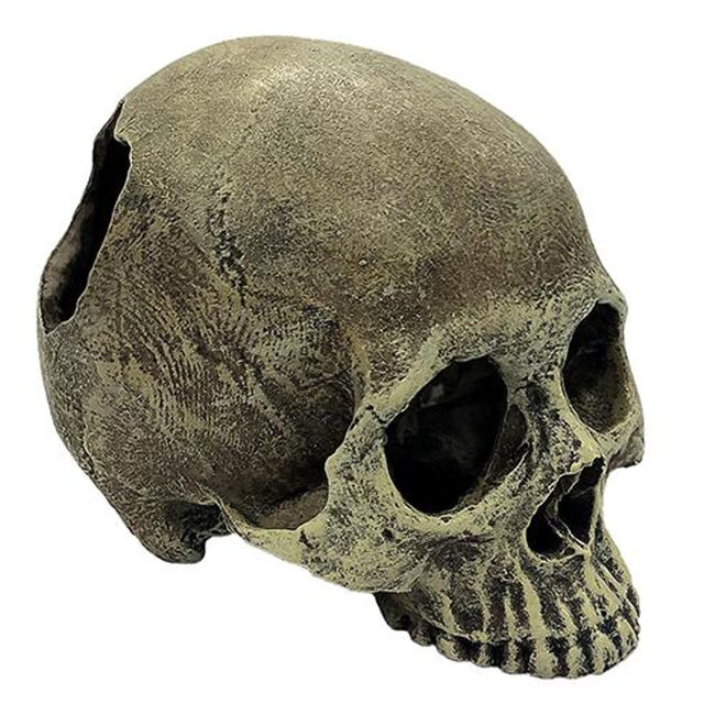 Human Skull Half Habitat Decoration Hide