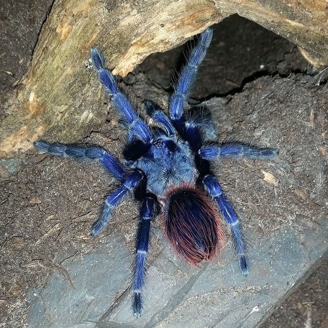 Pterinopelma sazimai 2-2.5" UNSEXED 'Brazilian Blue'