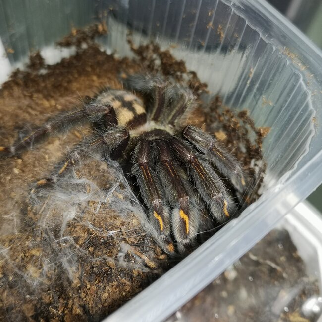 Psalmopoeus irminia 3" Female 'Venezuelan Sun Tiger'