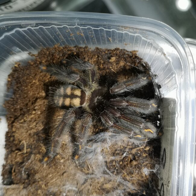 Psalmopoeus irminia 3" Female 'Venezuelan Sun Tiger'
