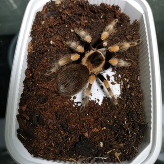 Brachypelma hamorii 'Mexican Red Knee' 1.5"