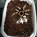 Tarantula Brachypelma hamorii 'Mexican Red Knee' 2.5"