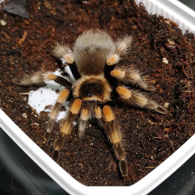 Brachypelma hamorii 'Mexican Red Knee' 1.5"