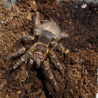 Grammostola pulchripes 2.5" Female 'Chaco Gold Stripe'