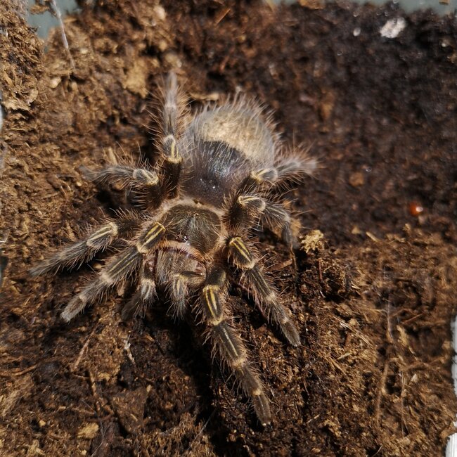 Grammostola pulchripes 2.5" Female 'Chaco Gold Stripe'