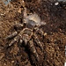 Tarantula Grammostola pulchripes 2.5" Female 'Chaco Gold Stripe'
