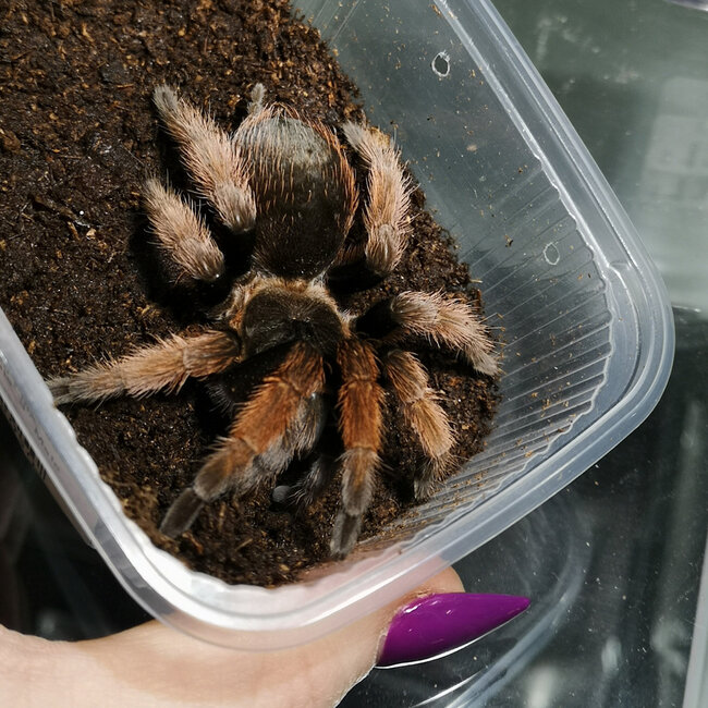 Brachypelma Klaasi (SIZES) 'Mexican Pink Tarantula'